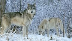 Švédové umožnili odstřel vlků, už jich zabili 23 z povolených 27
